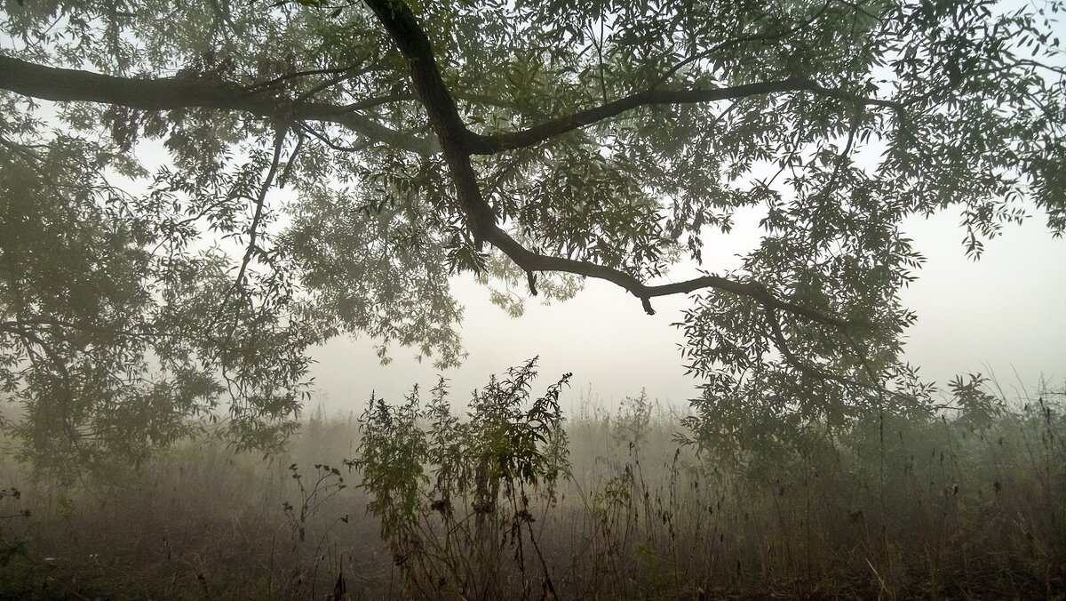 Туманным утром - Валерий Иванович