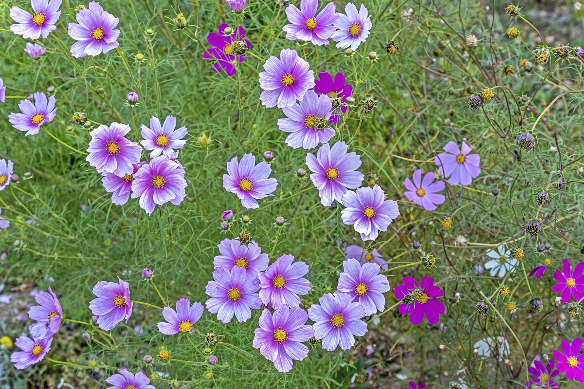 Созвездие космеи - Валерий Иванович