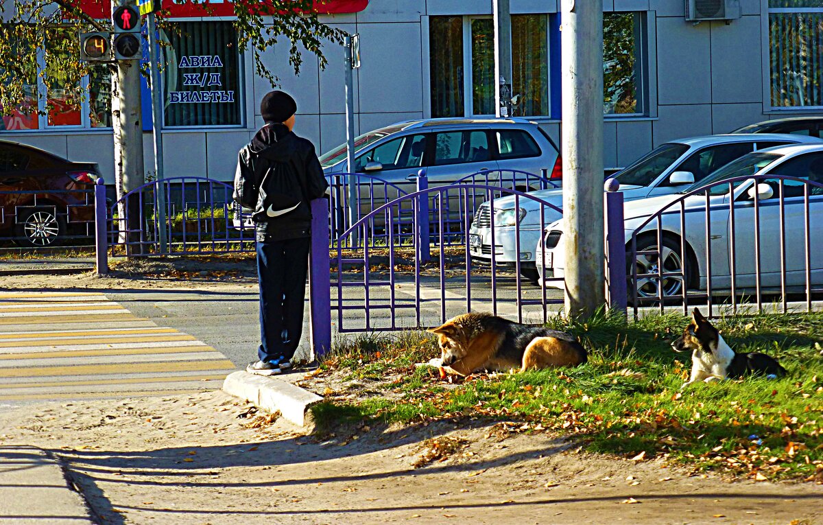 Август....Псы ждут зеленого света! - Владимир 
