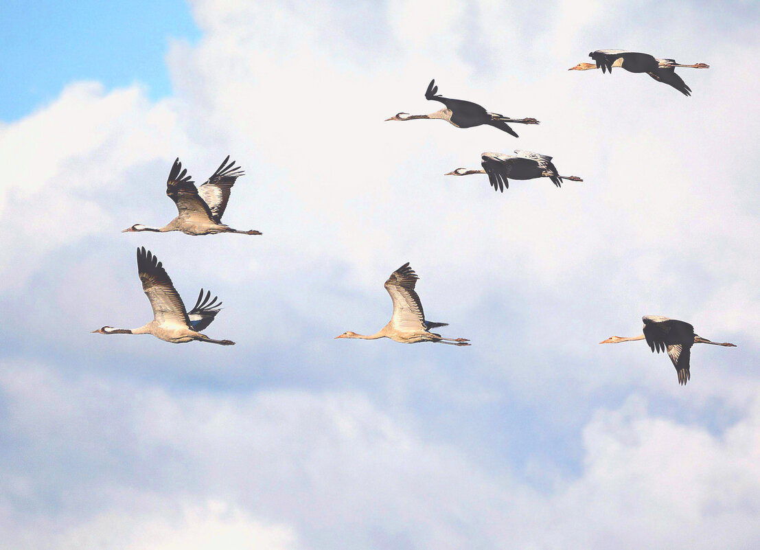 Кто куда, а мы на юга! - Михаил Белоусов