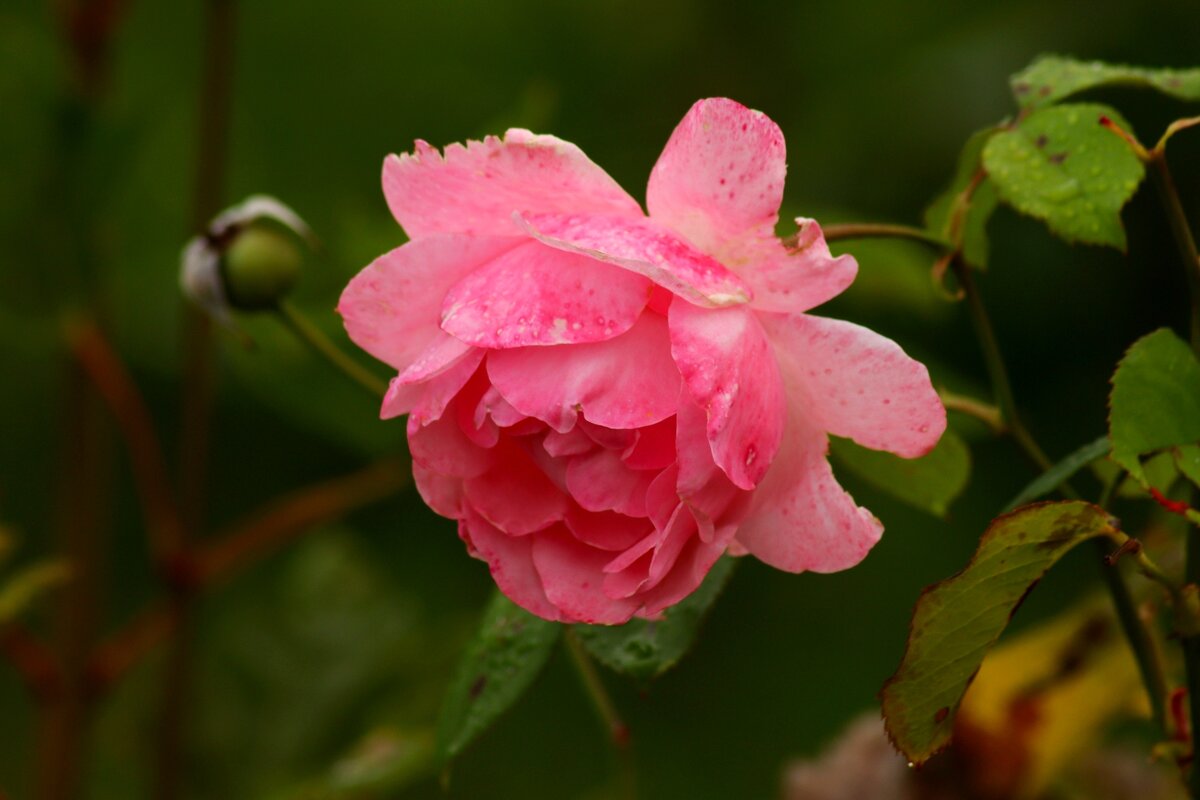 Розы сентября - Юрий. Шмаков Розы сентября - Юрий. Шмаков