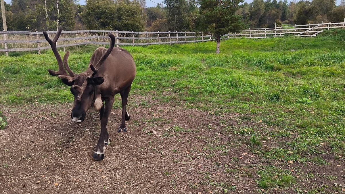 Яшка. - Ольга 