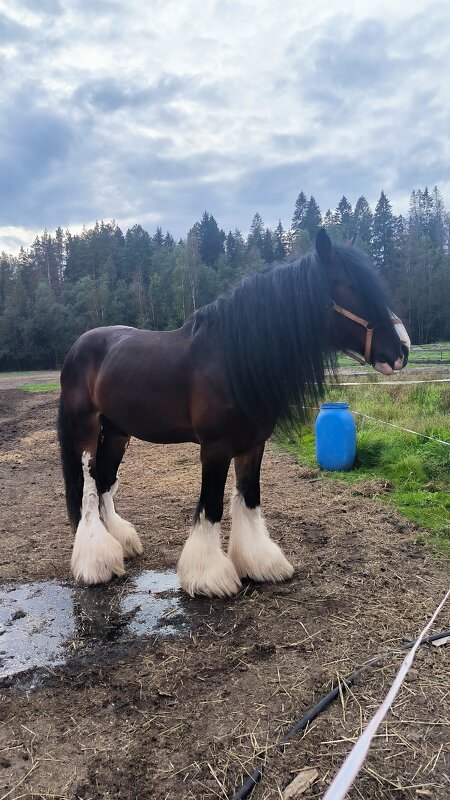 Харлей. - Ольга 