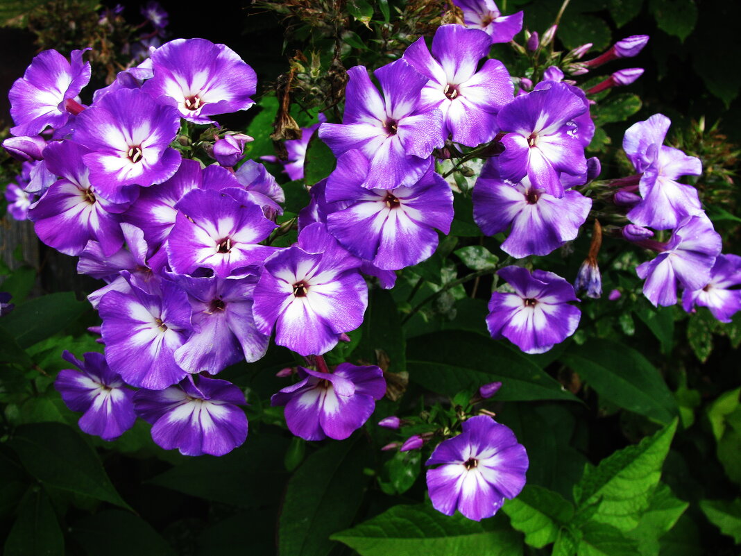 Красота флоксов - Людмила Смородинская Красота флоксов - Людмила Смородинская