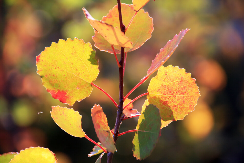 Фрагменты осени... - Галина Ильясова Фрагменты осени... - Галина Ильясова