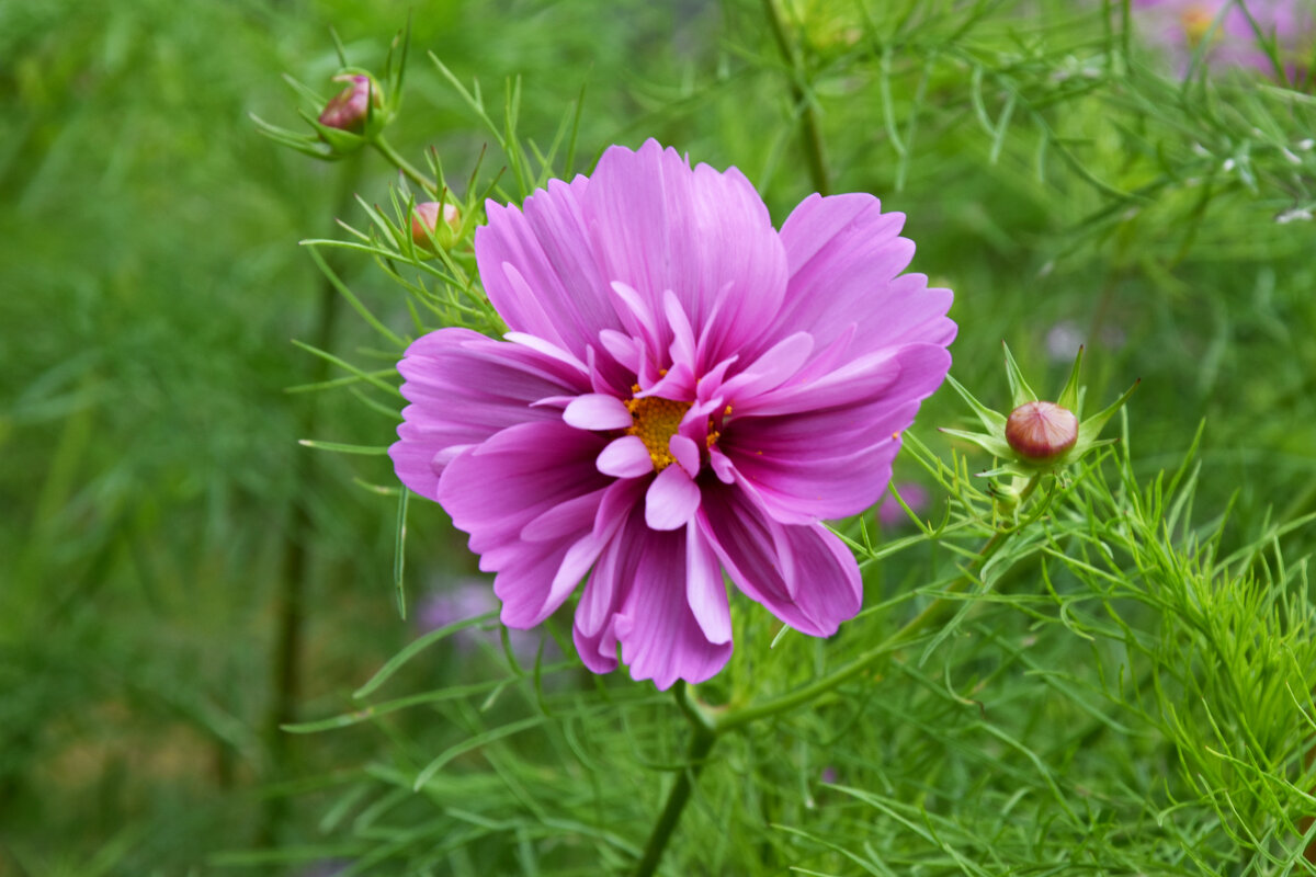 Москва. Август в Аптекарском огороде. - Наташа *****