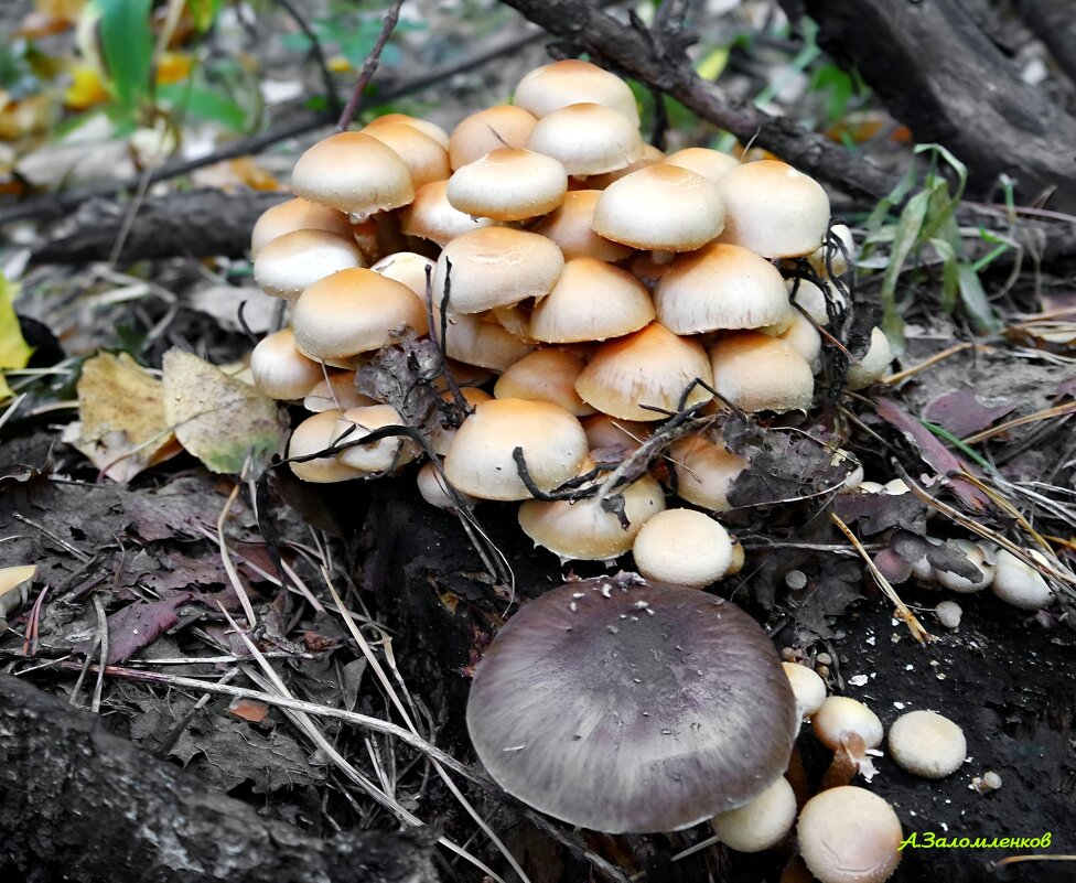 В грибных походах: опята ложные серо-пластинчатые - Андрей Заломленков