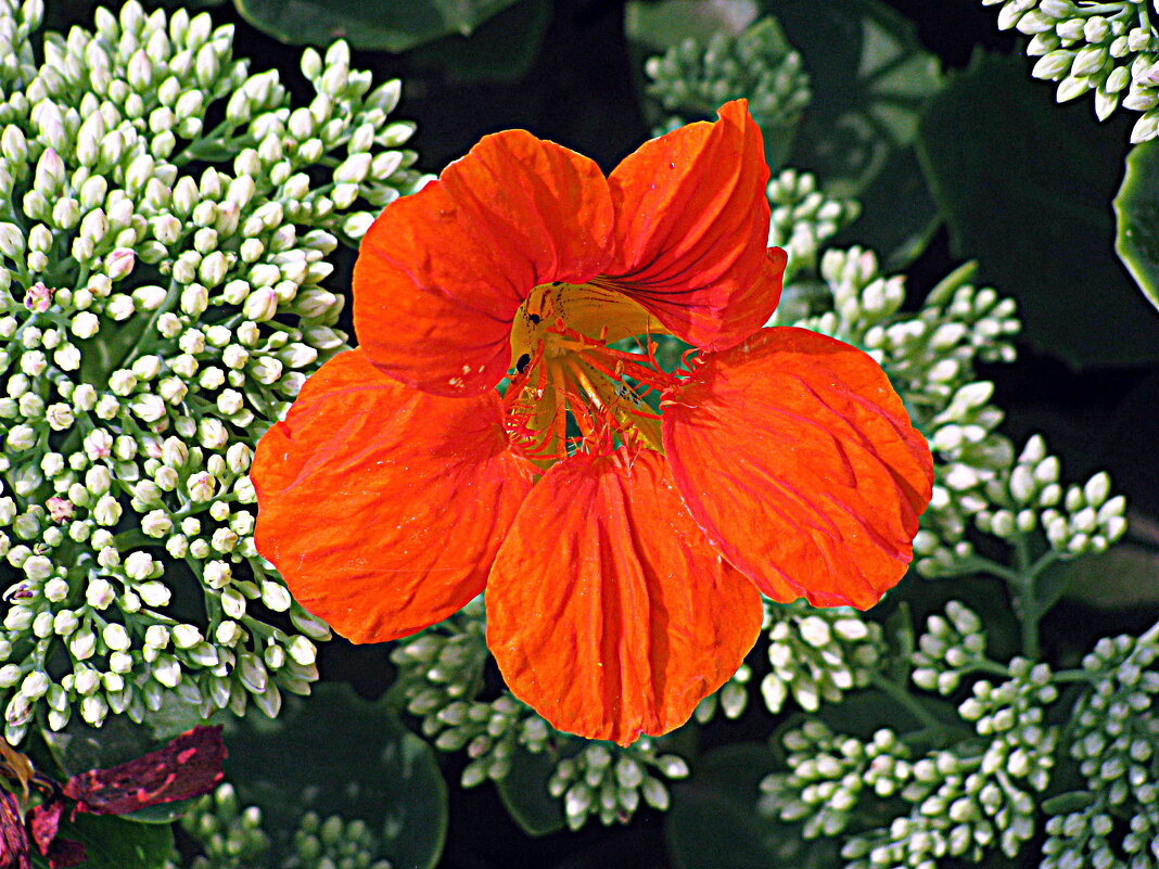 Цветы. - Владимир Драгунский