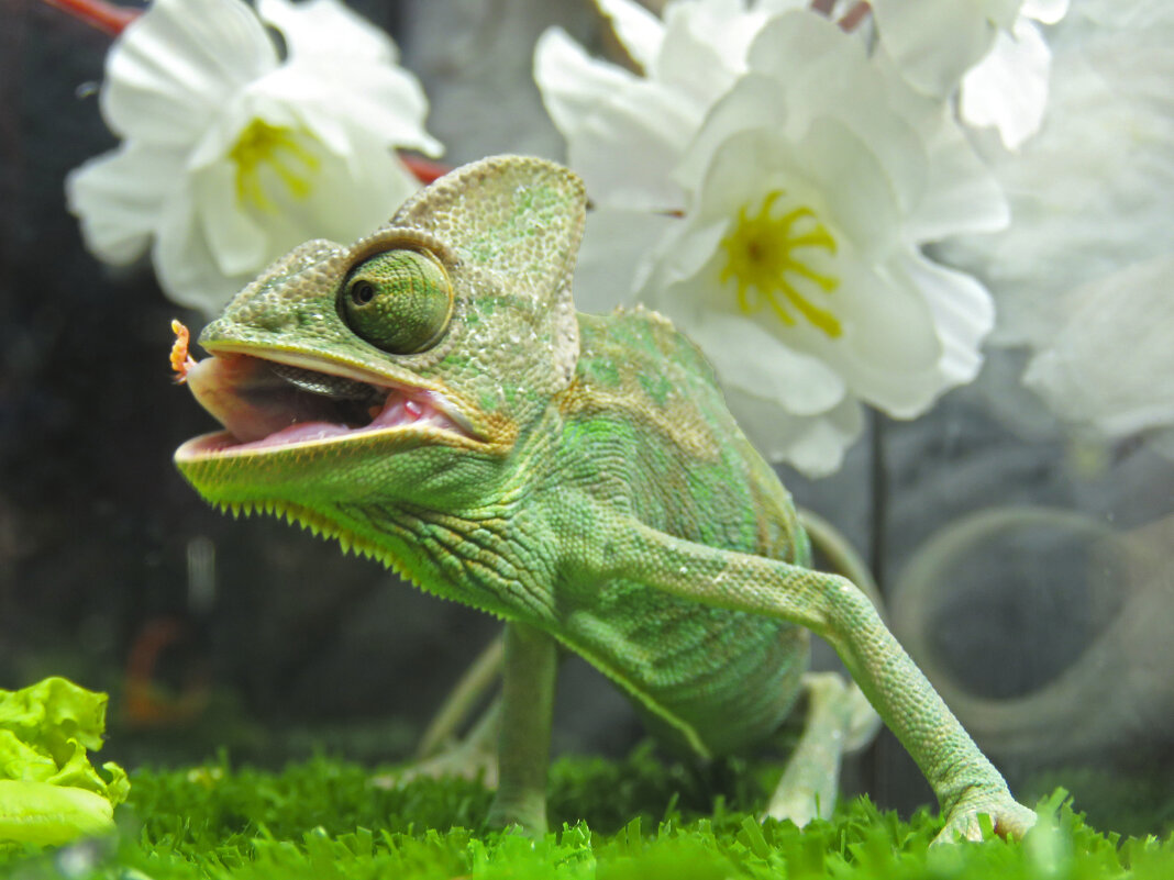 после перекуса - ИРЭН@ . после перекуса - ИРЭН@ .