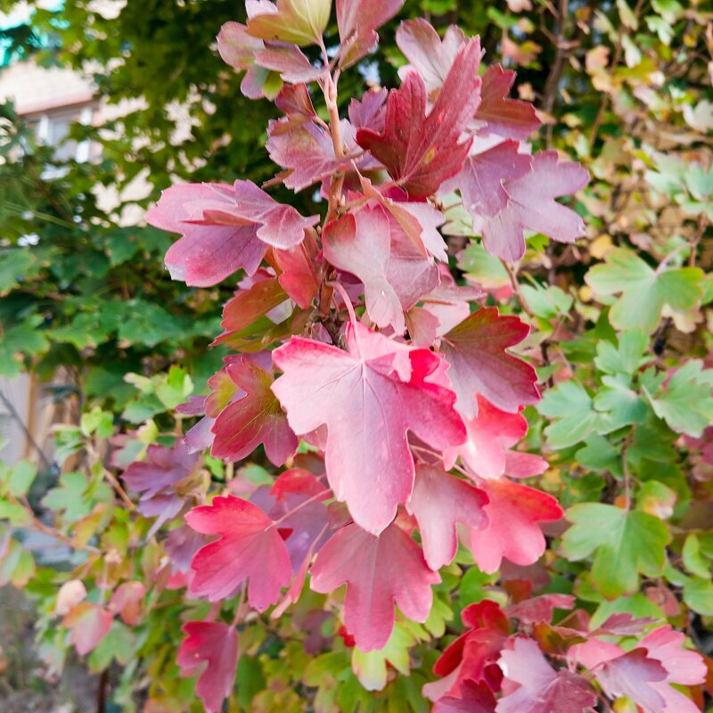 Осенние мотивы - Елена Семигина