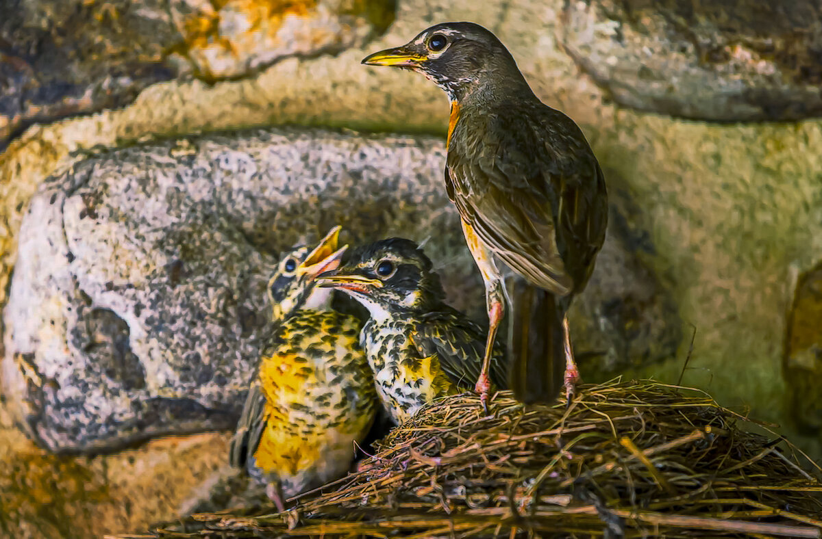 Американский дрозд - Aleksey Afonin
