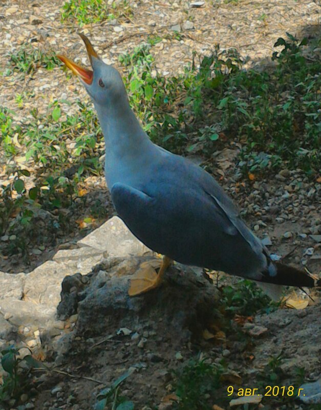 Галеб - Натали 