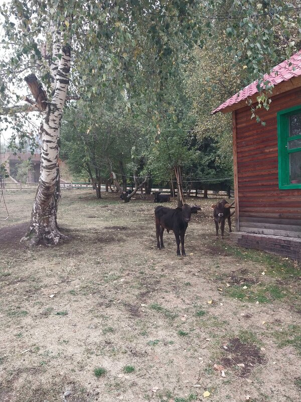 Talgar. - Murat Bukaev 