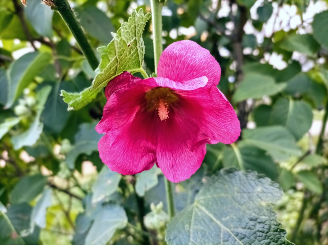 Штокроза - Veera V