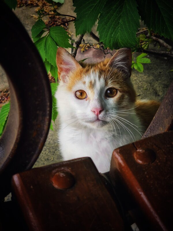 Привет принёс от осени. - Галина Левина