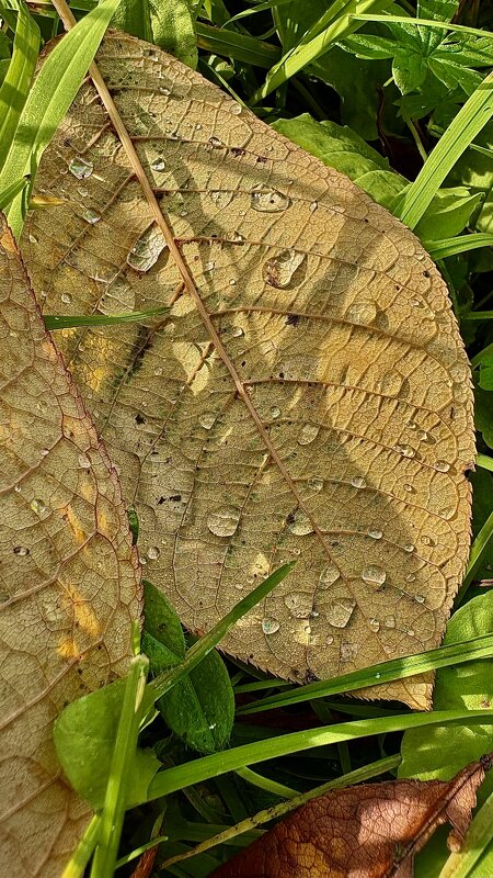 * - Иннокентий Авдонин