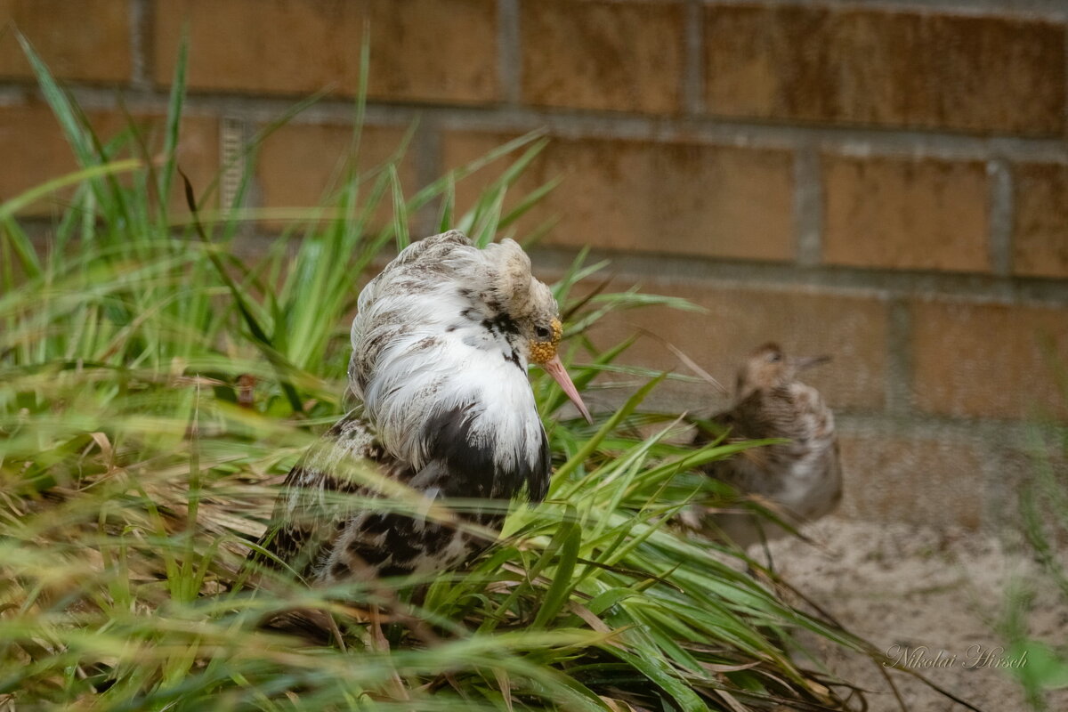 Турухтан... - Николай Гирш Турухтан... - Николай Гирш
