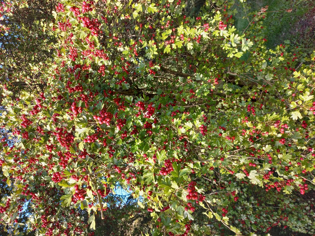 Дары осени - Svetlana 