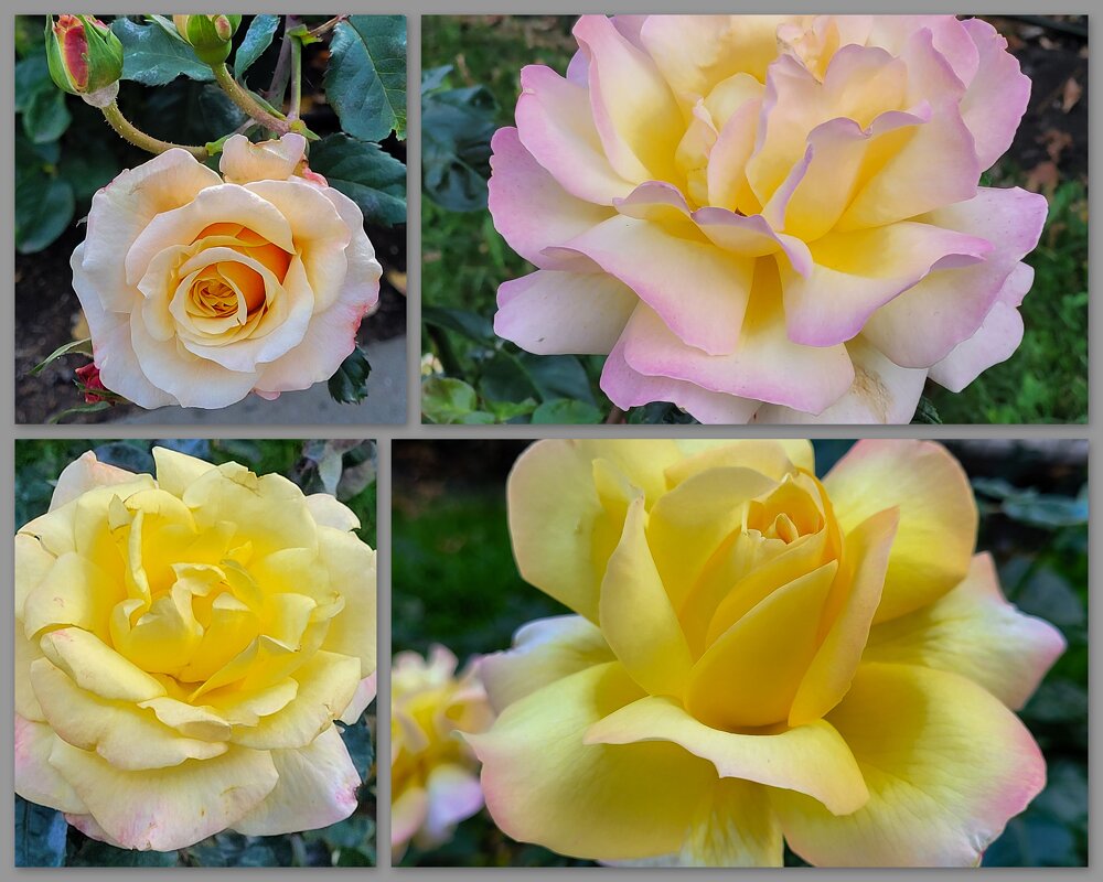 Розы сентября в ЦПКО "Динамо" - Татьяна Машошина Розы сентября в ЦПКО "Динамо" - Татьяна Машошина