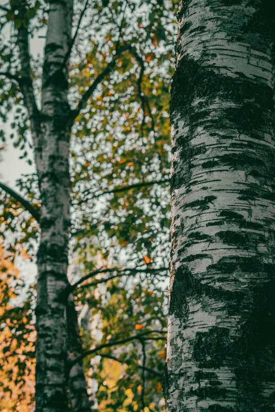 родное - Лана Пипякина