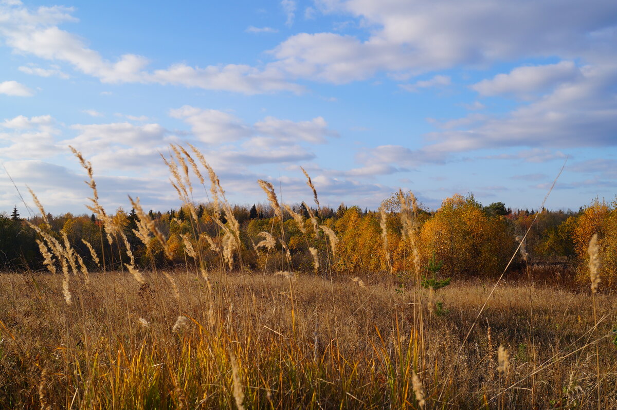 Осенняя пора - Сергей Ц