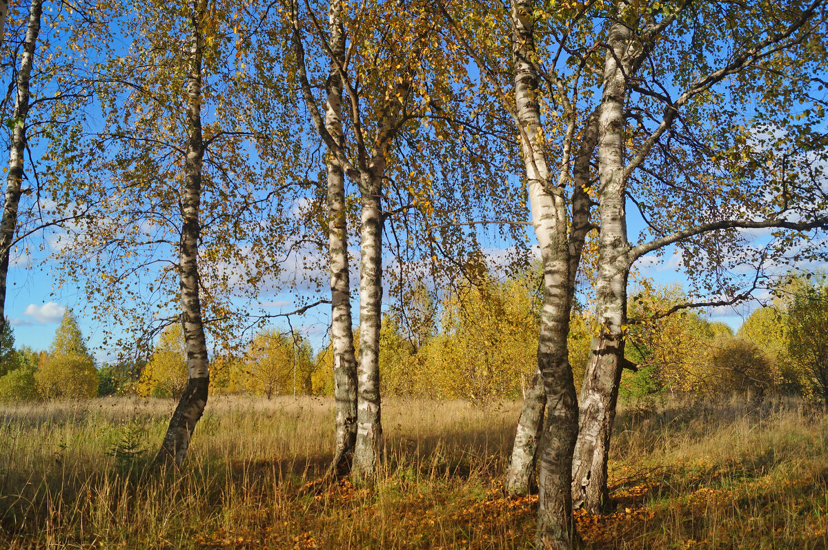 Березы - Сергей Ц