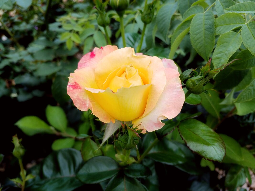 Очаровательная роза. - Лия ☼