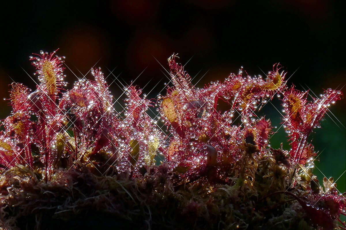 Росянка в контровом свете... - Владимир Шошин