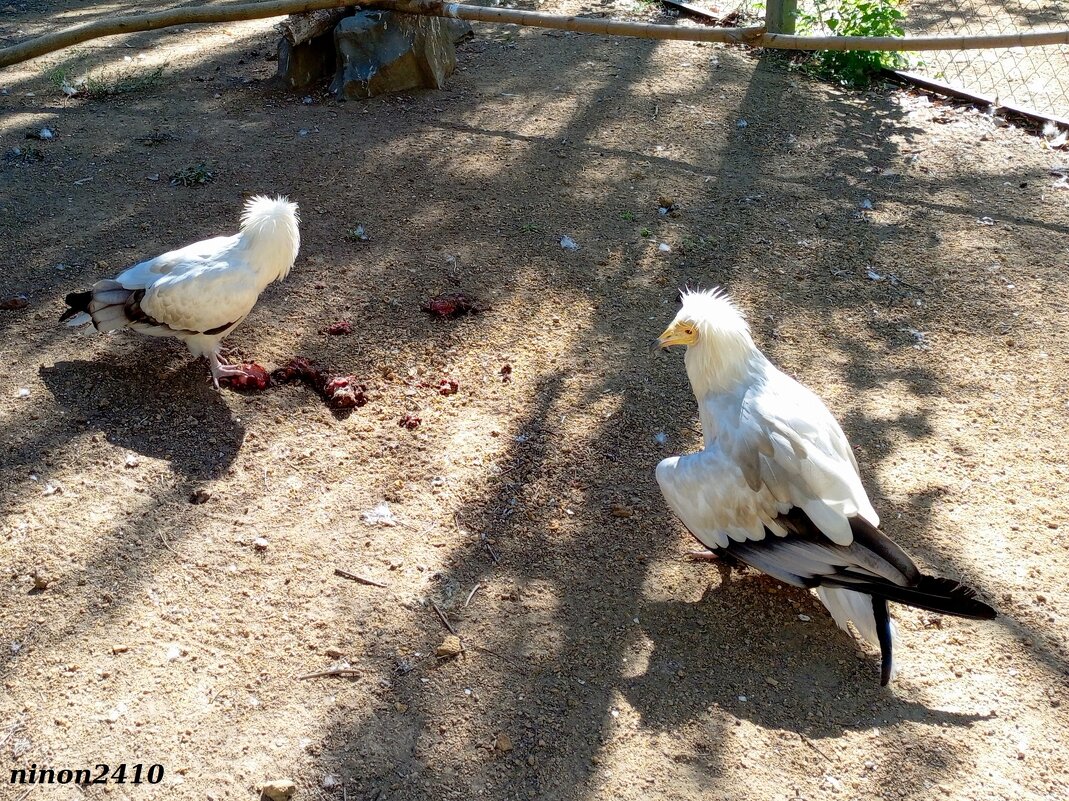 В ростовском зоопарке - Нина Бутко