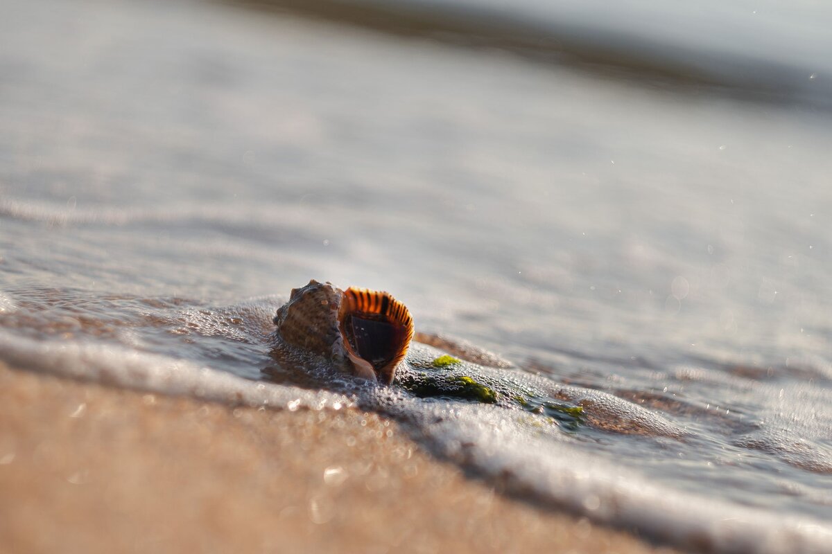 Осенний исход черноморской рапаны. - Анатолий Щербак