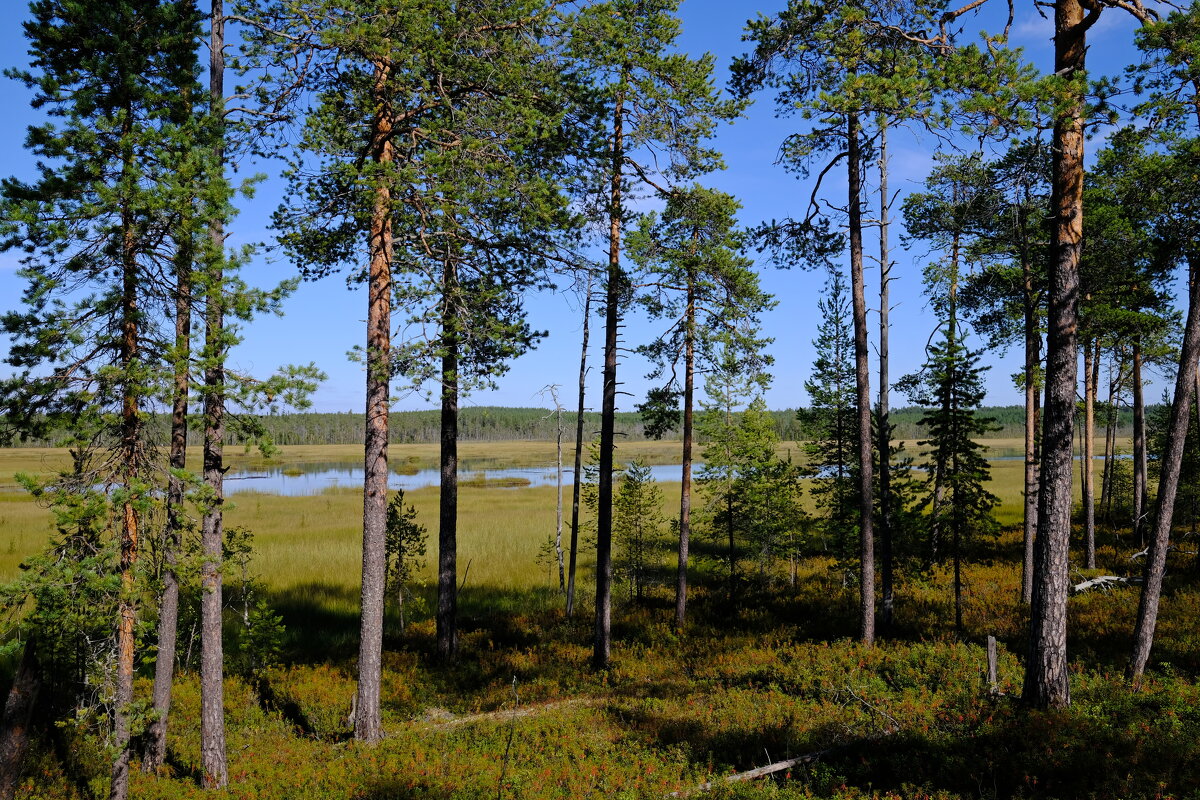 Карелия - Андрей Зайцев