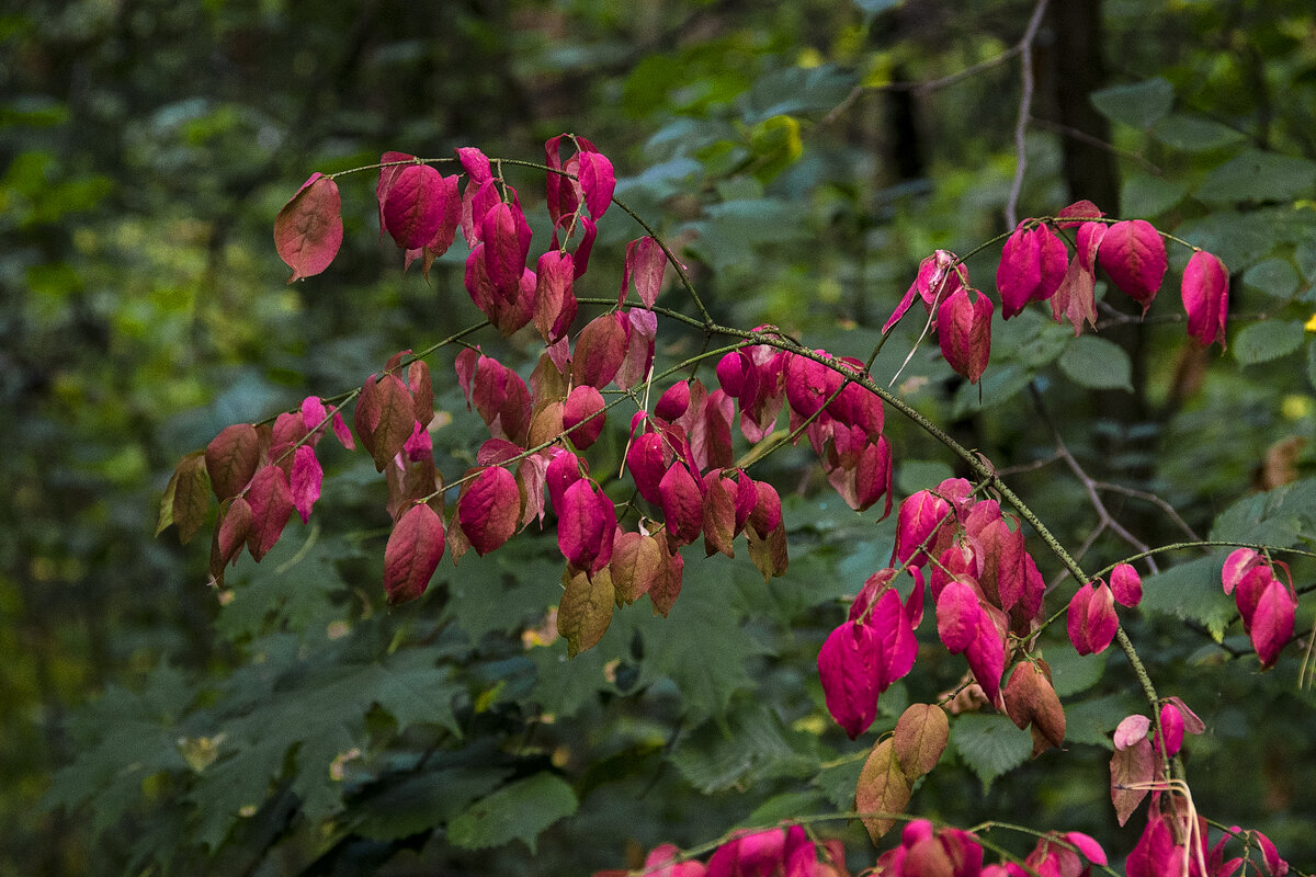 Ветка бересклета. - Сергей Фомичев
