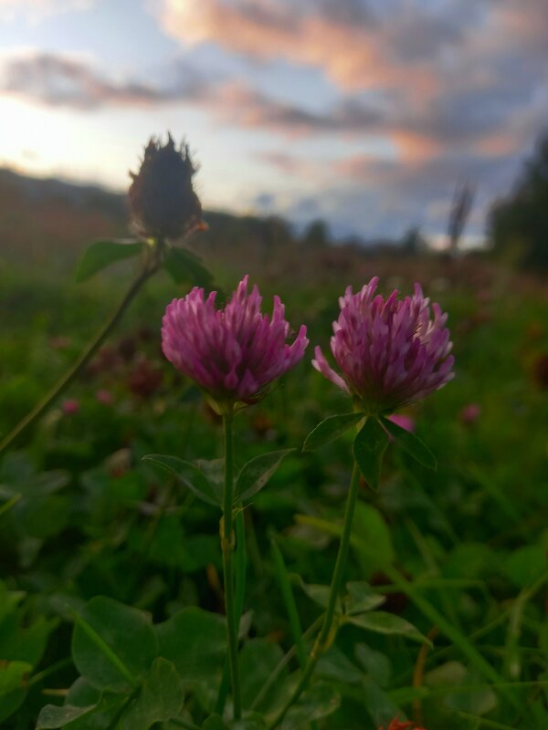 Клевер - Сапсан 