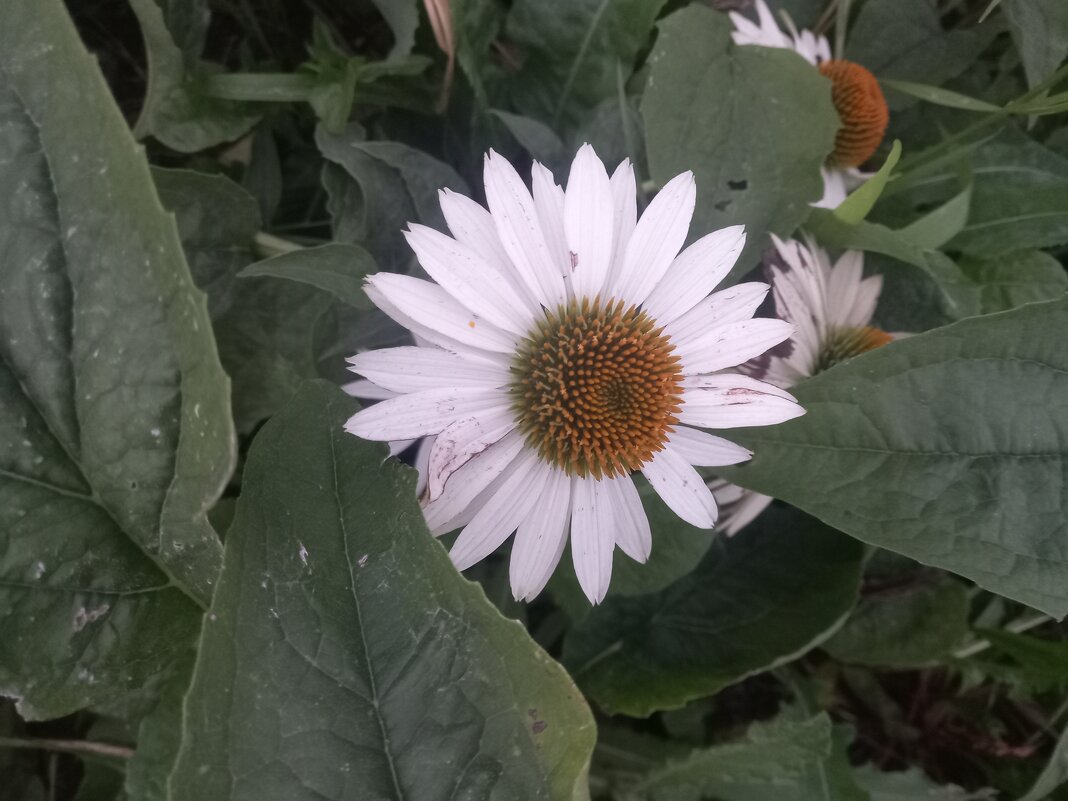 Эхинацея - Сапсан 