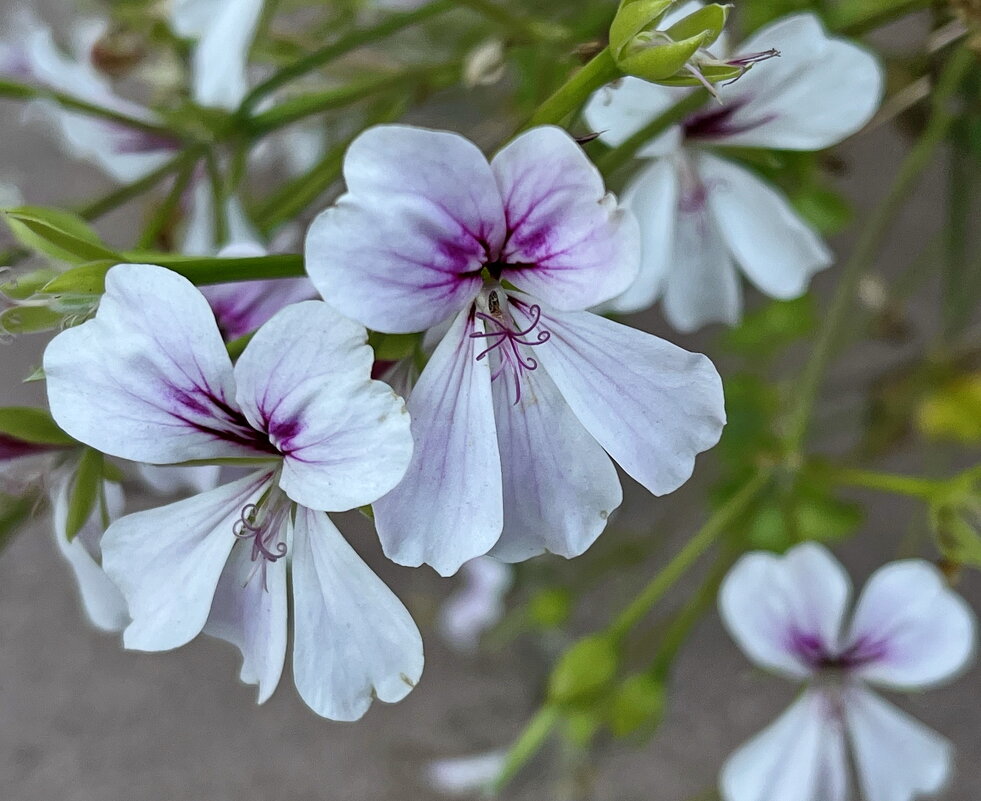 Герань. - Ирина Герань. - Ирина