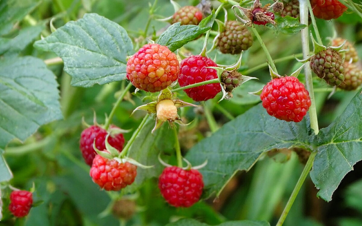 Малина в сентябре. - Милешкин Владимир Алексеевич 