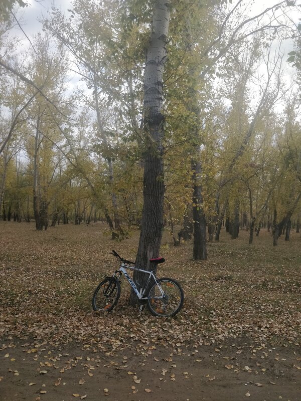 Велопрогулка по лесным тропинкам. - Андрей Хлопонин