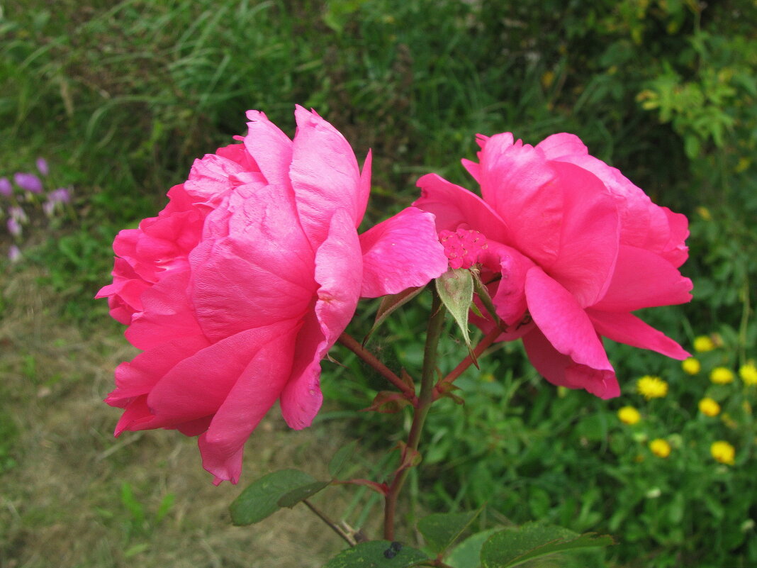 Сентябрьские розочки - Людмила Смородинская