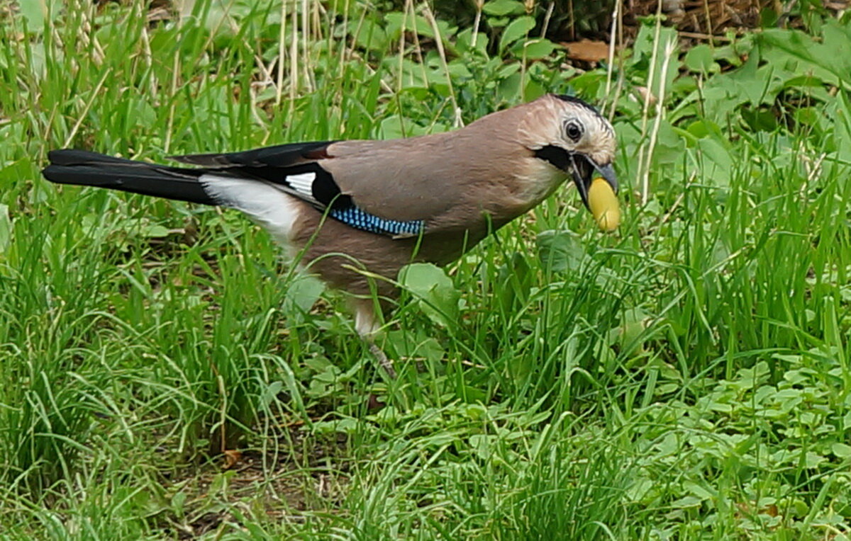 Сойка и печенье... - Николай Саржанов