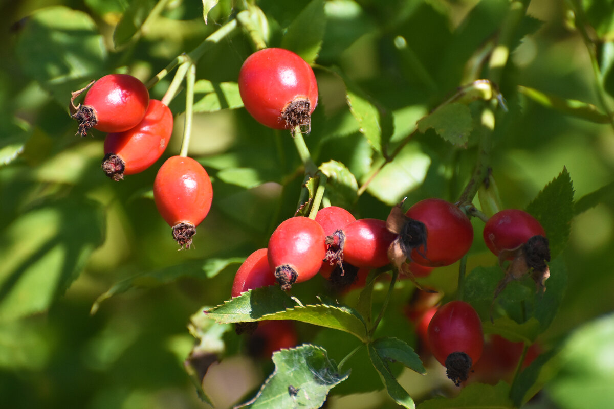 Москва. Сентябрь в Ботаническом... - Наташа ***** Москва. Сентябрь в Ботаническом... - Наташа *****