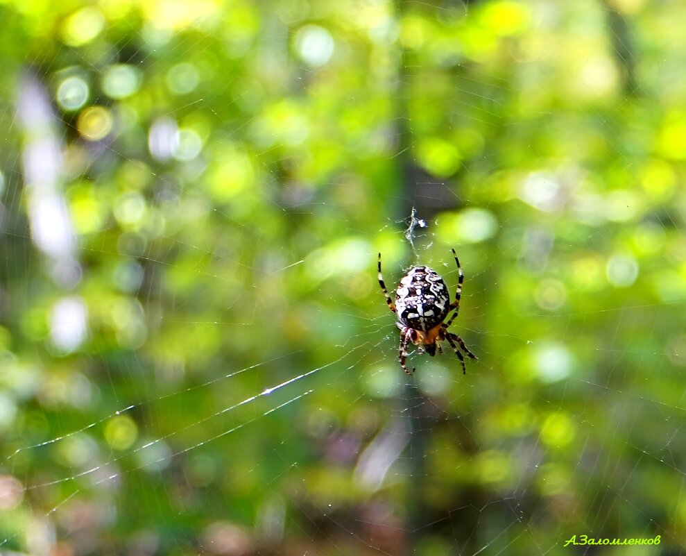 О паутинках бабьего лета.... - Андрей Заломленков