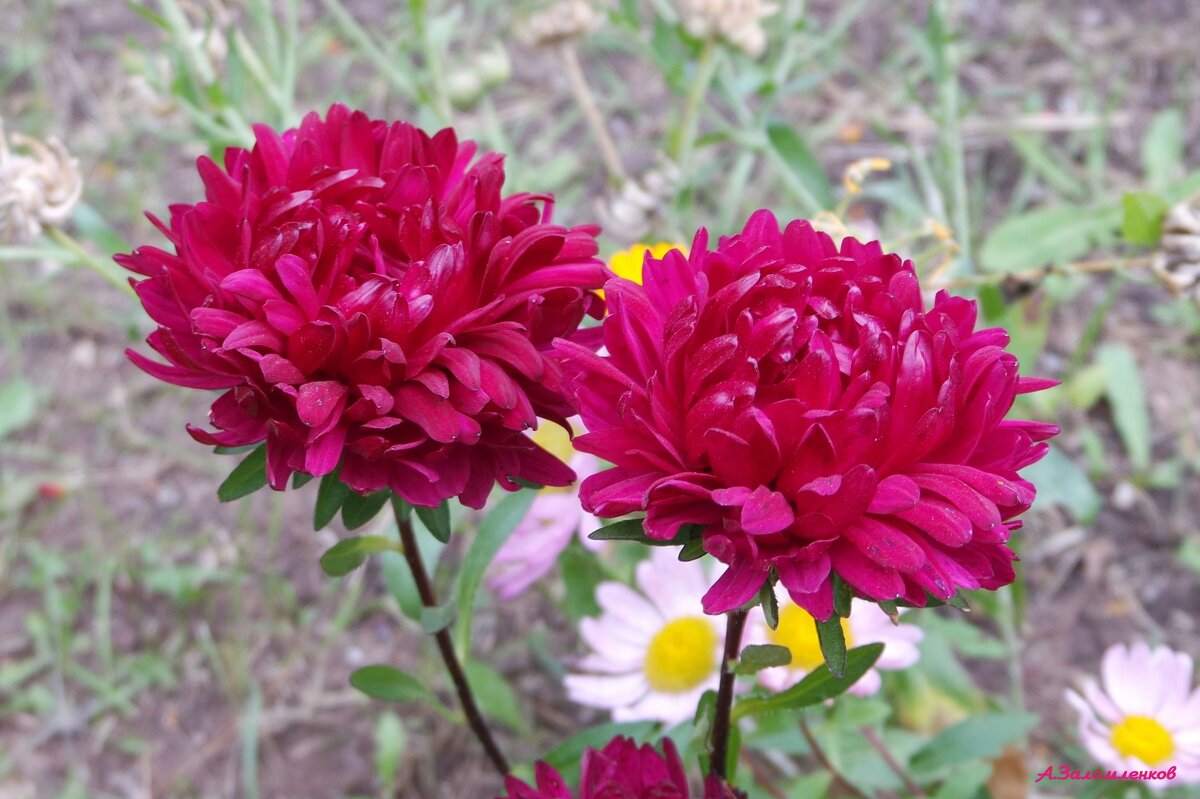 А у нас во дворе... - Андрей Заломленков