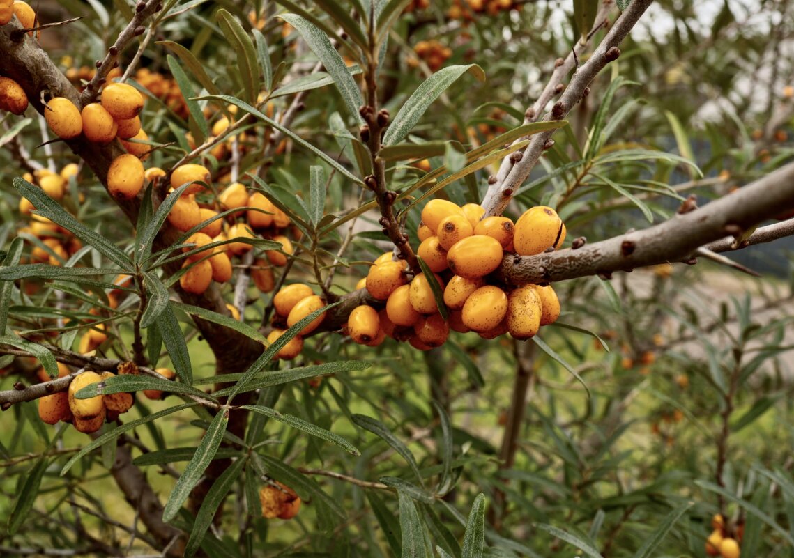 Осенний мотив, облепиха. - Lucy Schneider 
