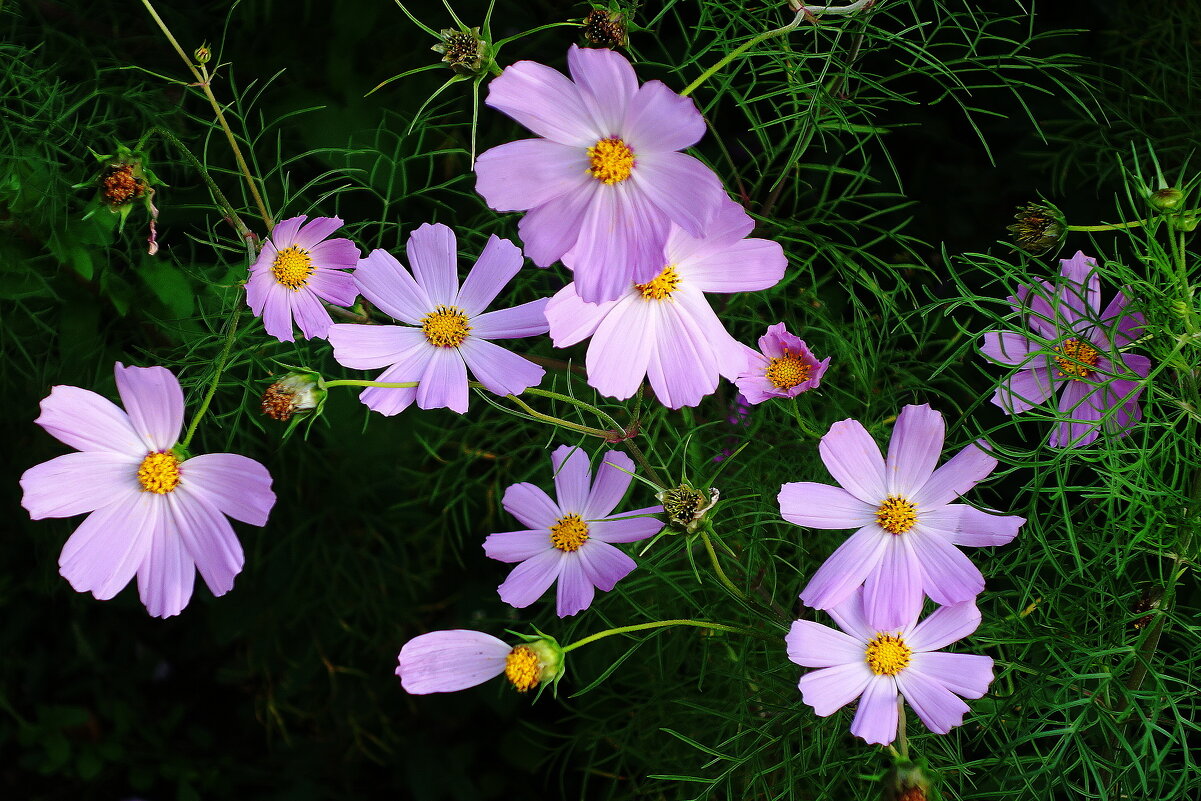 Космея - Рита Симонова