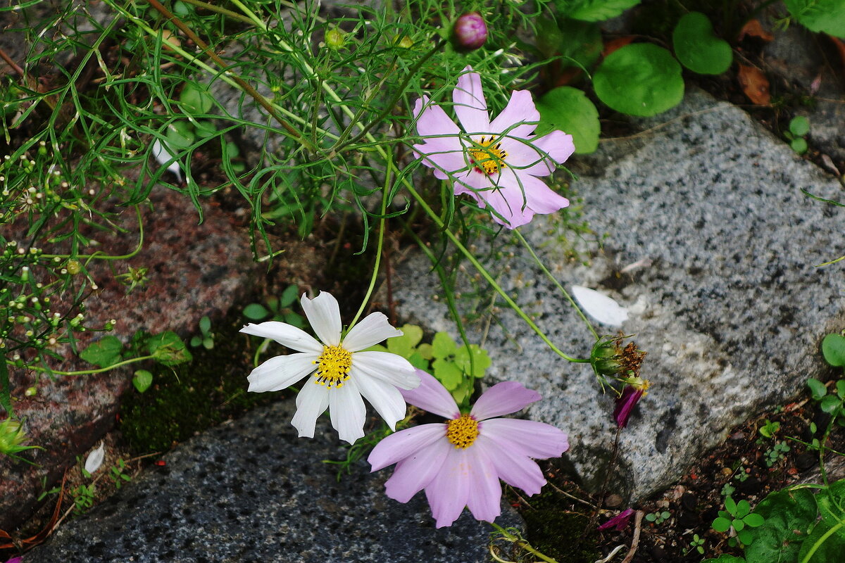 Космея - Рита Симонова