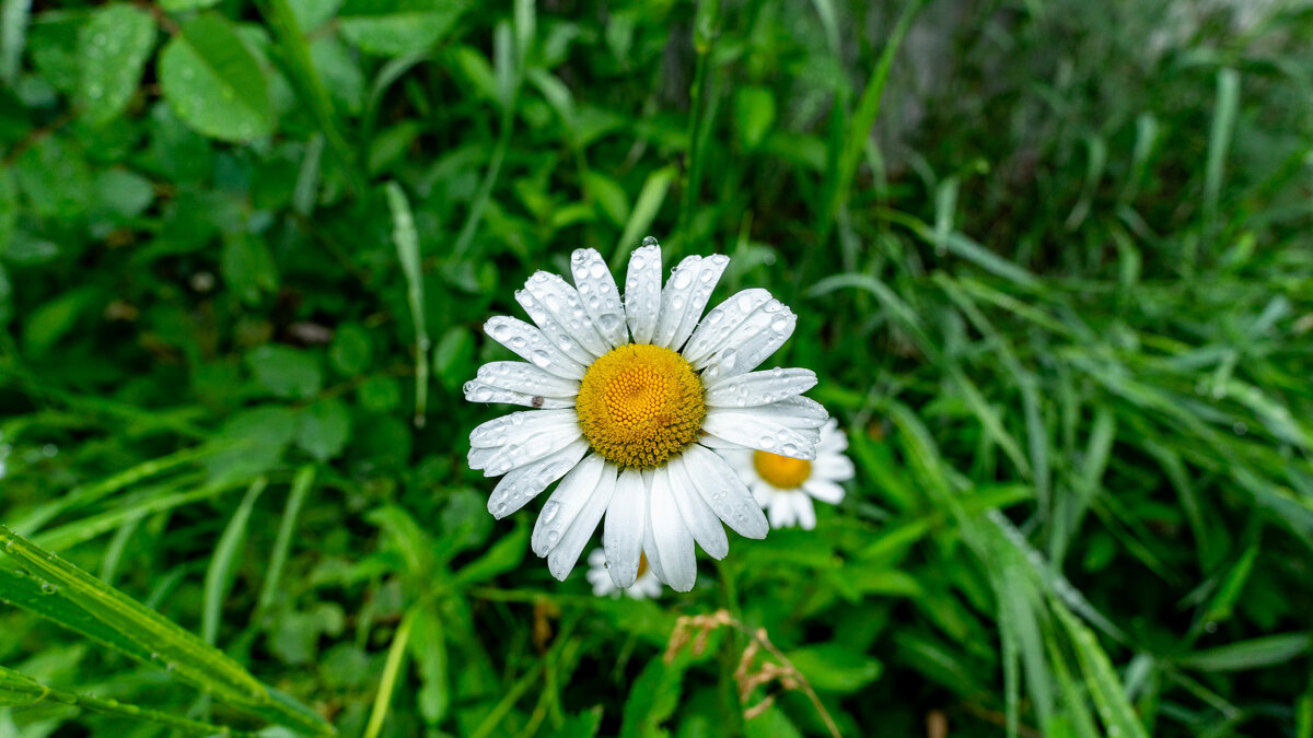 Капли на ромашке - Владимир Иванович