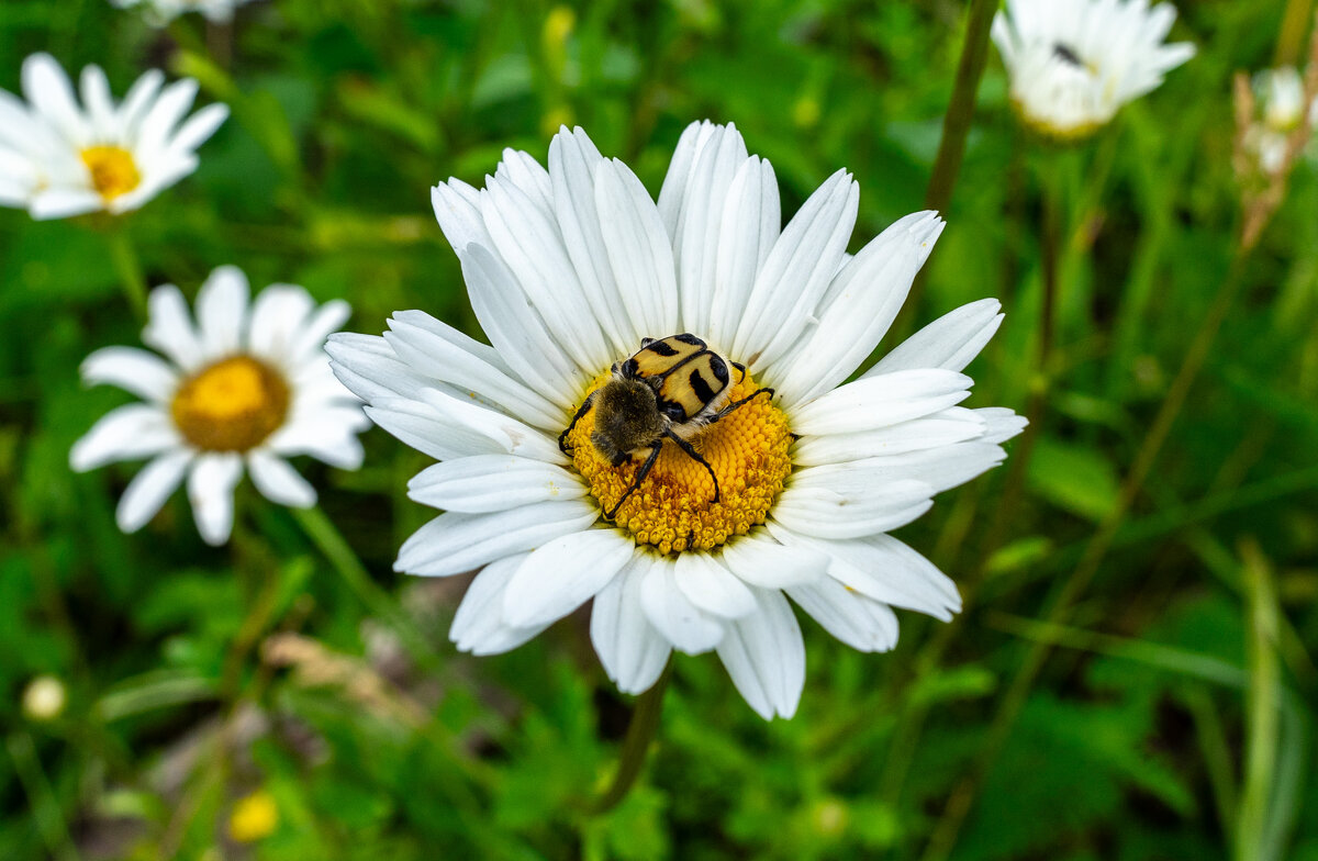 Сладкое любят все - Владимир Иванович