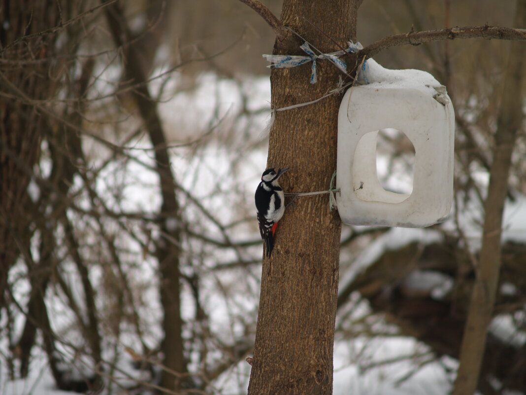 Дятел на обеде - Дмитрий Курский 