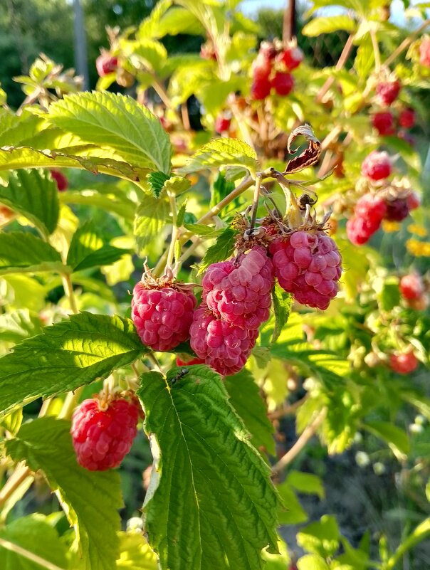 Малина - Дмитрий Курский 