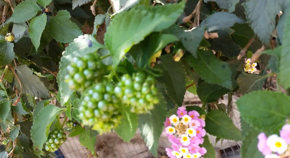 113 (129) - CLOSE WAYS ALL